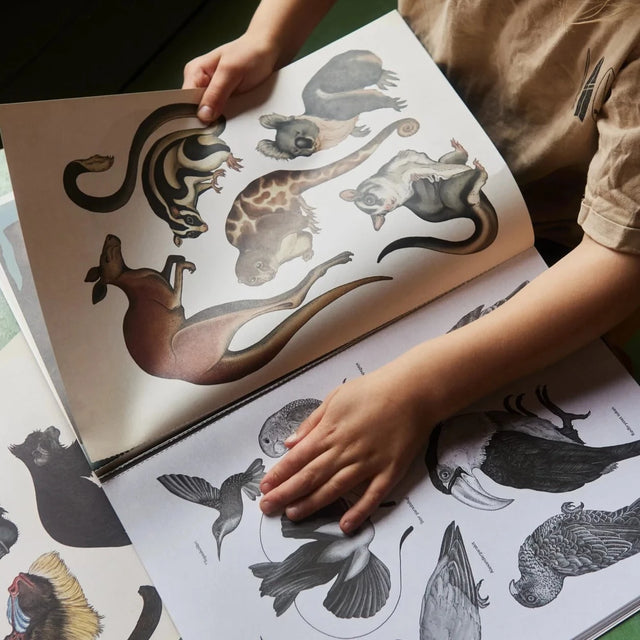 Animalium Plakatpakke
